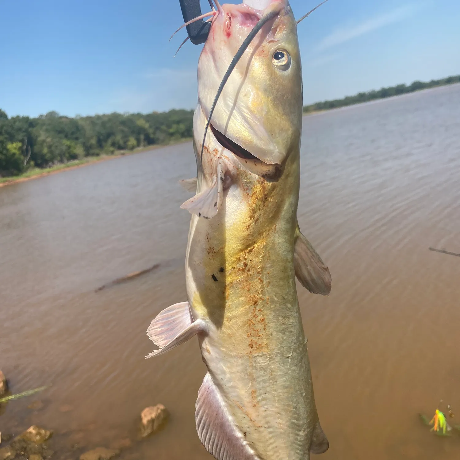 Channel catfish caught on Fishbrain