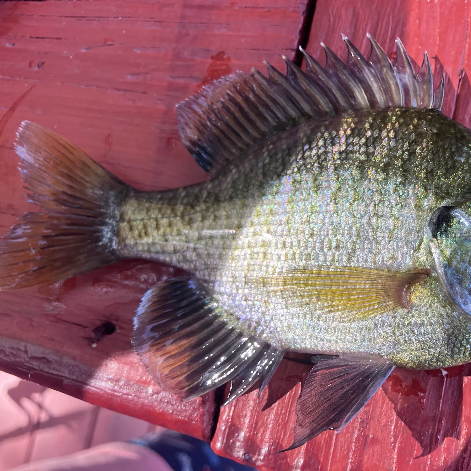 recently logged catches