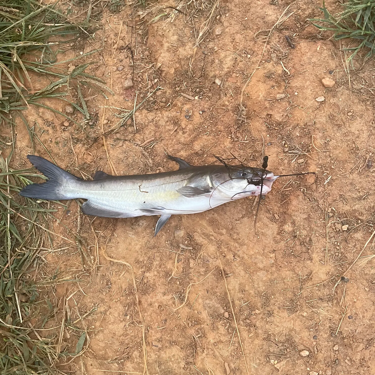Channel catfish caught on Fishbrain