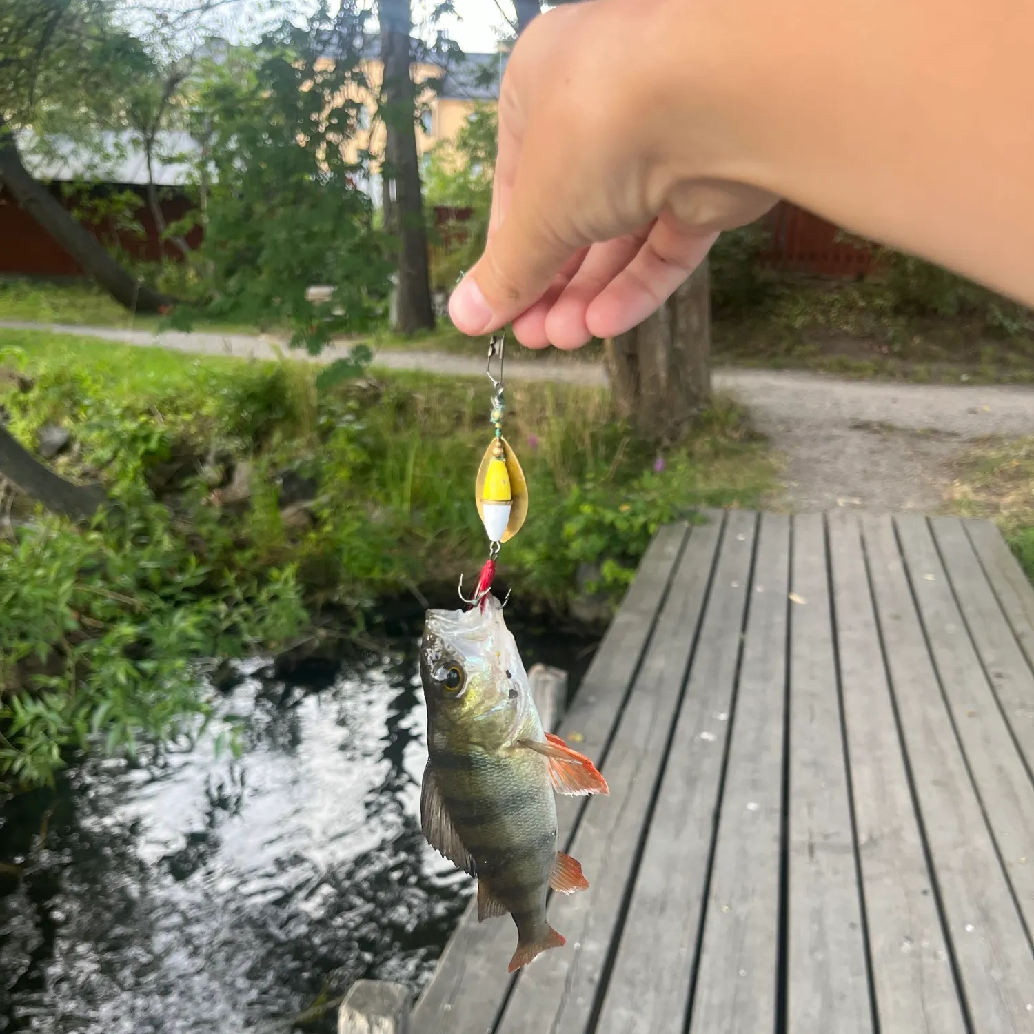 European perch caught on Fishbrain