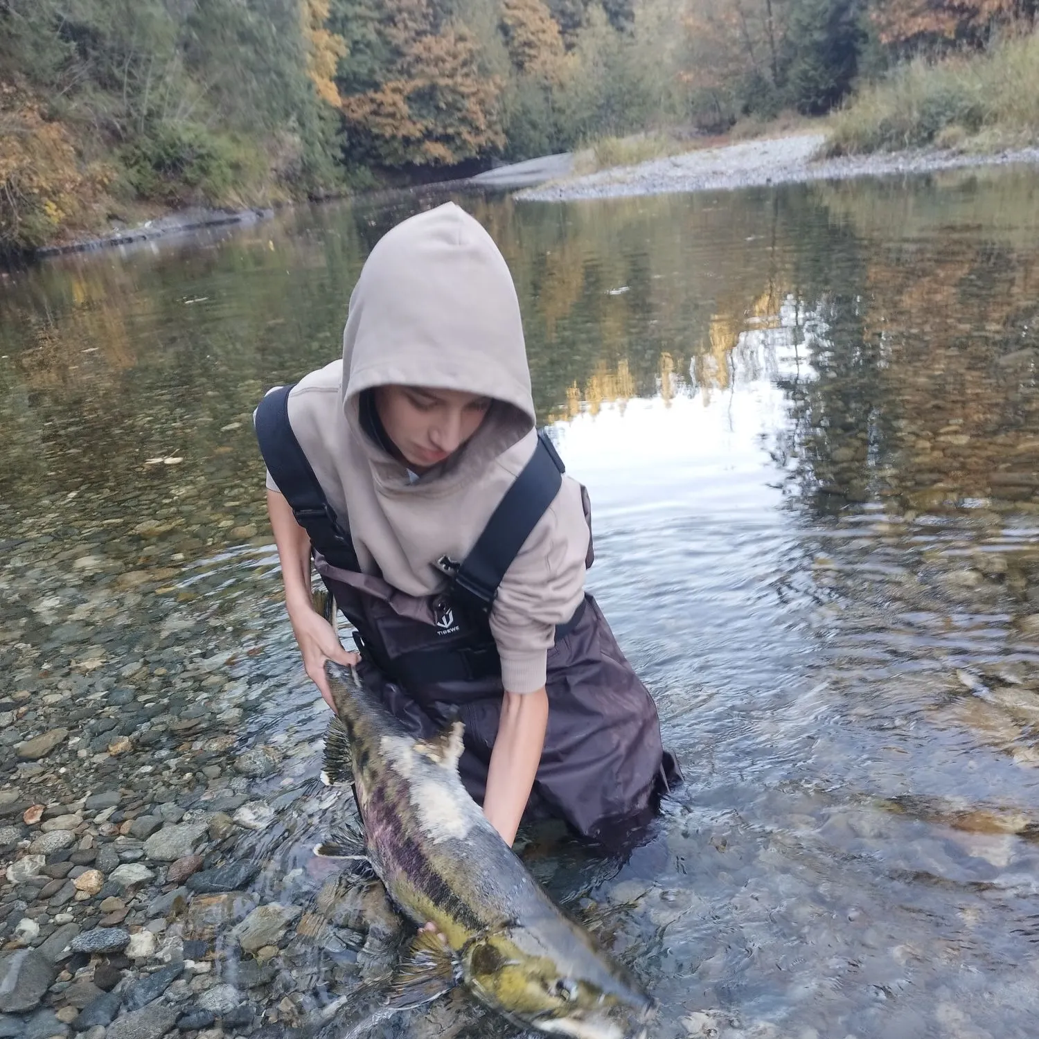 Chum salmon caught on Fishbrain