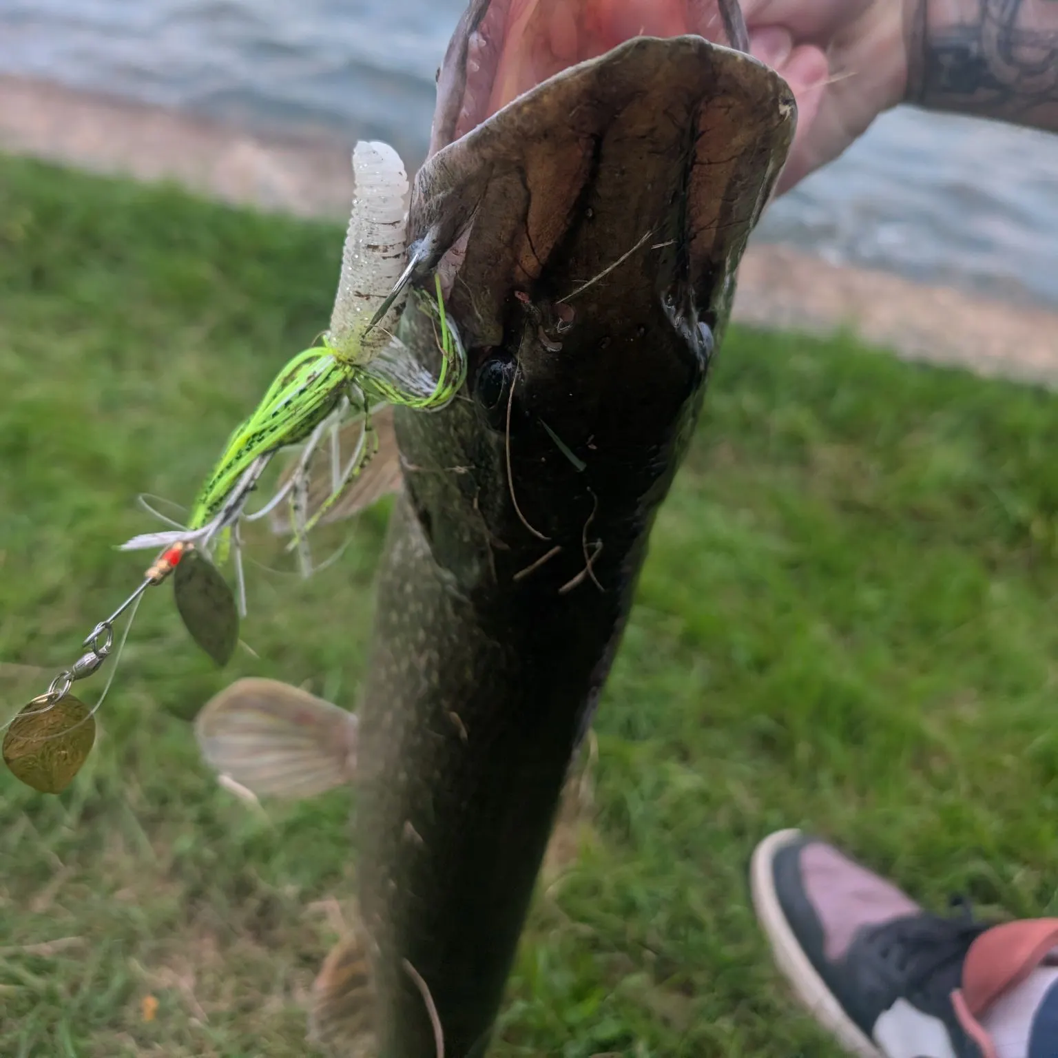 Northern pike caught on Fishbrain