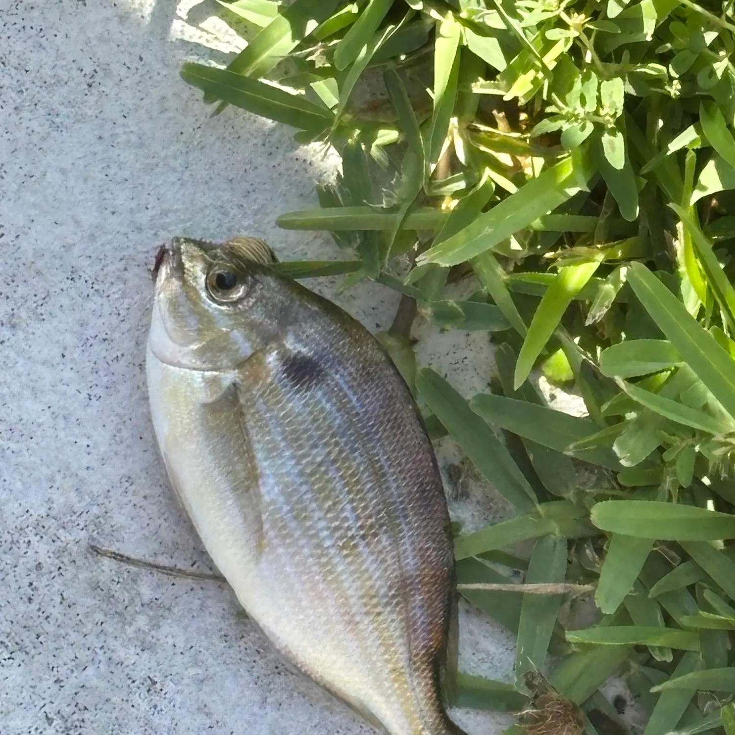 Pinfish caught on Fishbrain