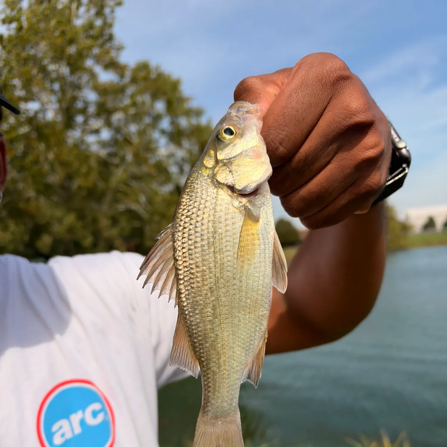 White perch caught on Fishbrain