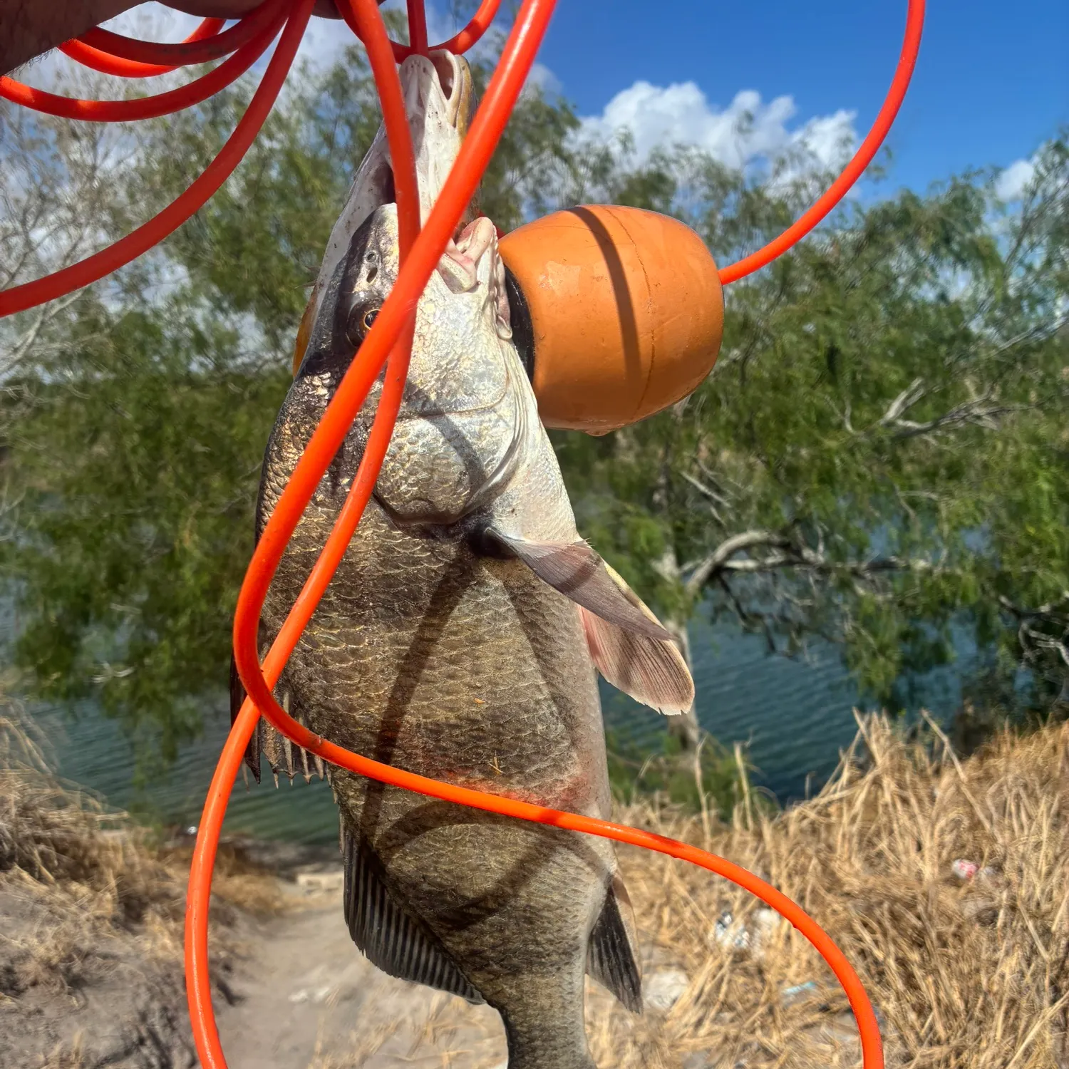 Black drum caught on Fishbrain