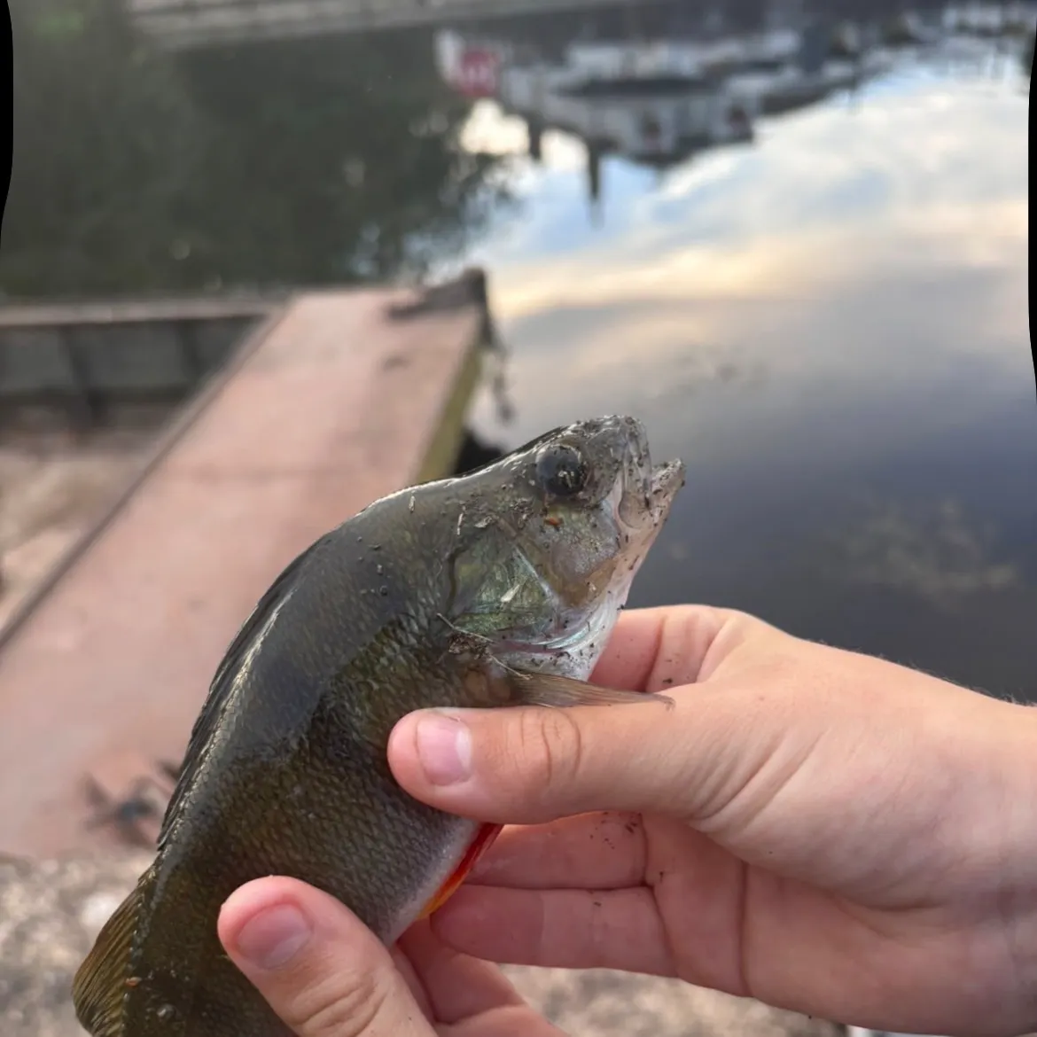 European perch caught on Fishbrain