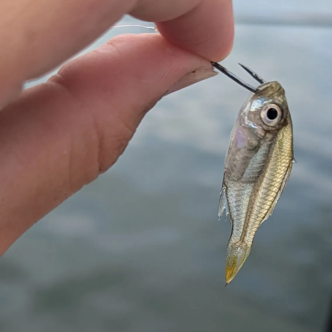 The most recent Scalloped glassfish catches on Fishbrain