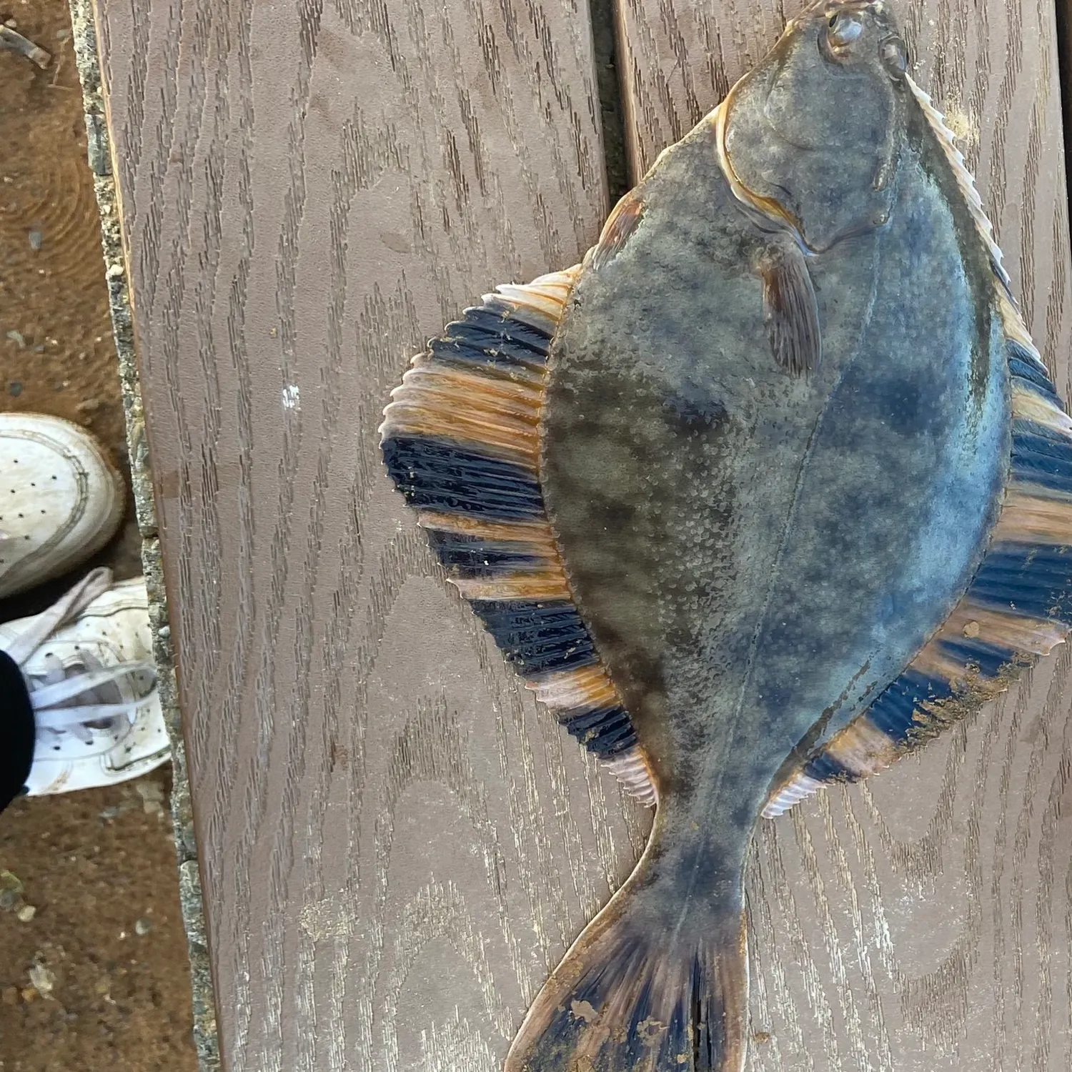 The most popular recent Starry flounder catch on Fishbrain