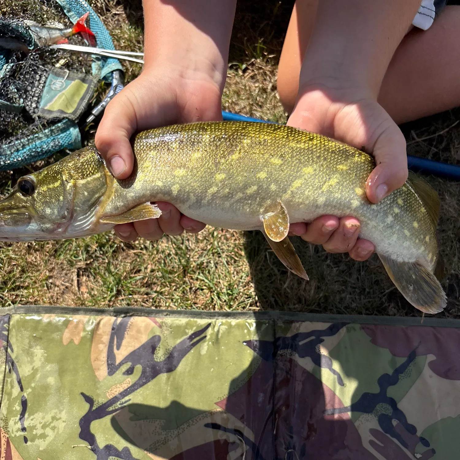 Northern pike caught on Fishbrain