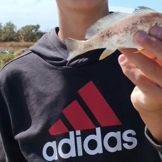 Fish caught on Fishbrain