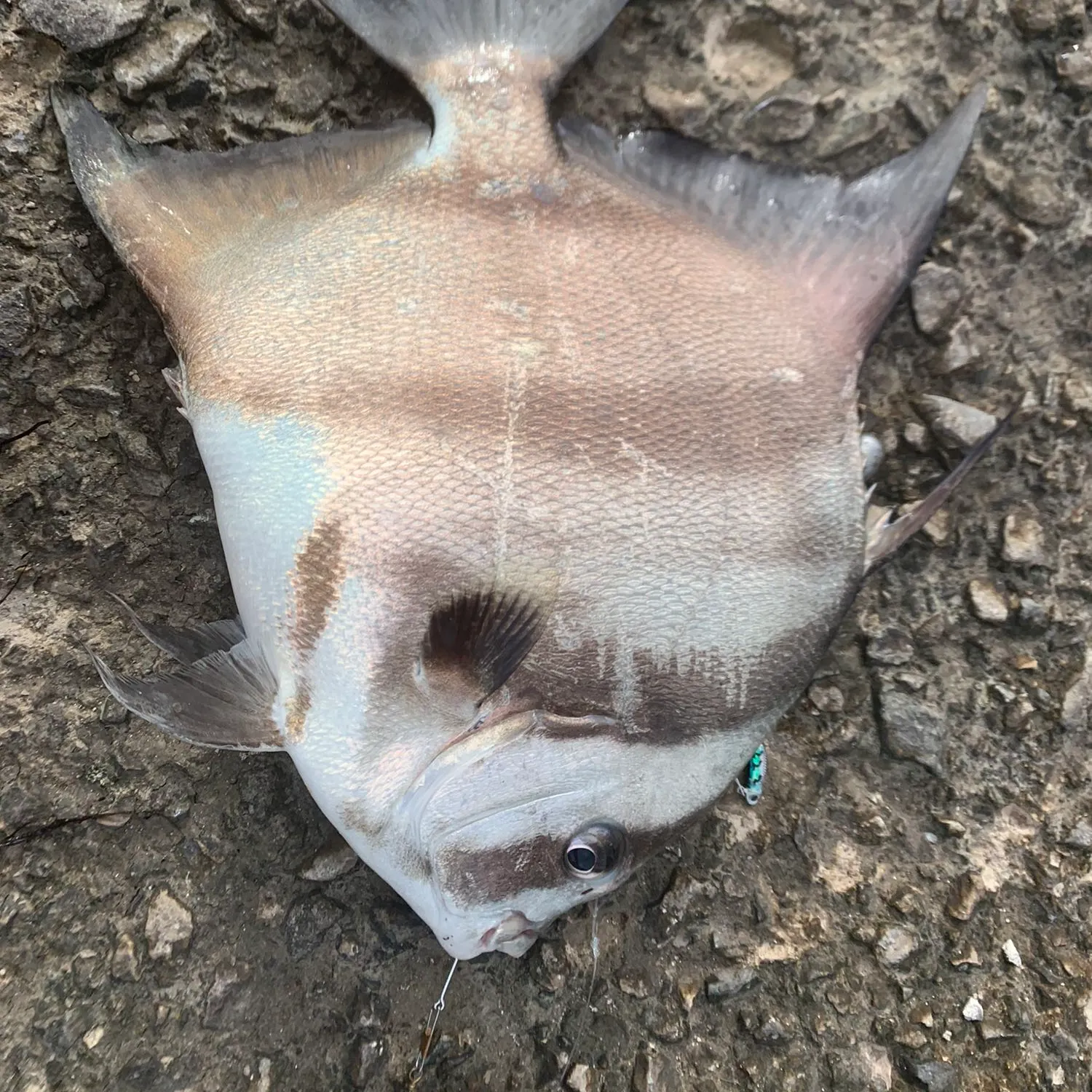 angler catch