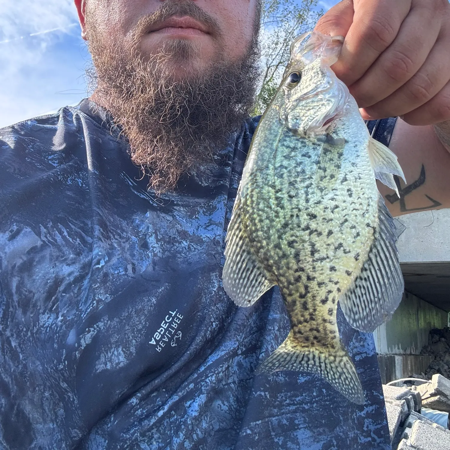Black crappie caught on Fishbrain