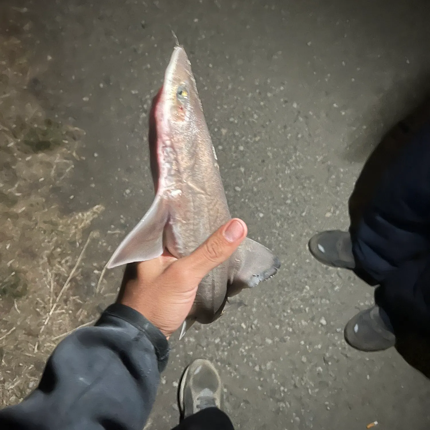 The most recent Brown smooth-hound catches on Fishbrain
