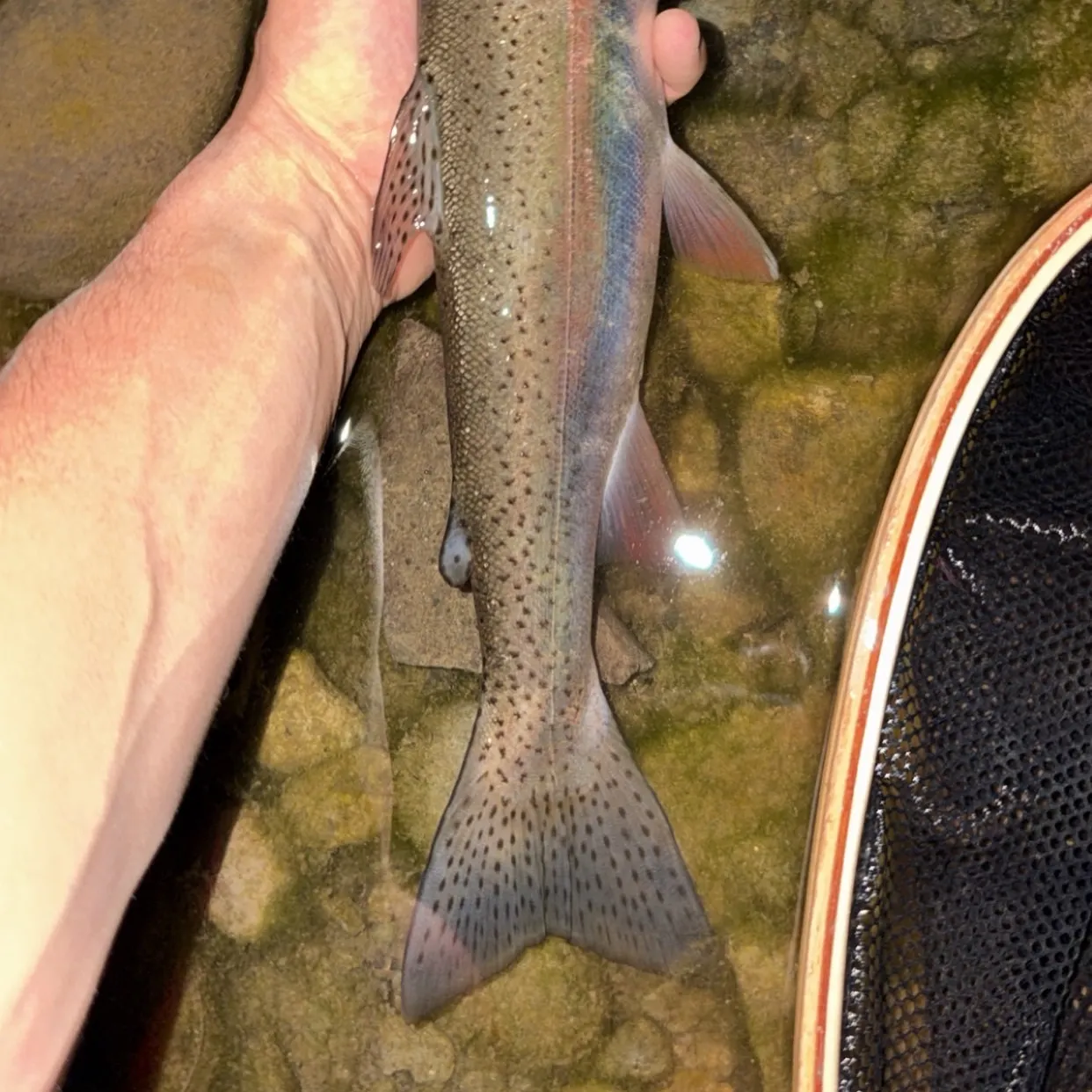 Rainbow trout caught on Fishbrain