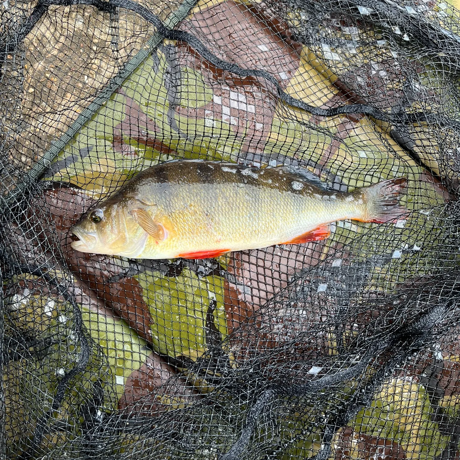 angler catch