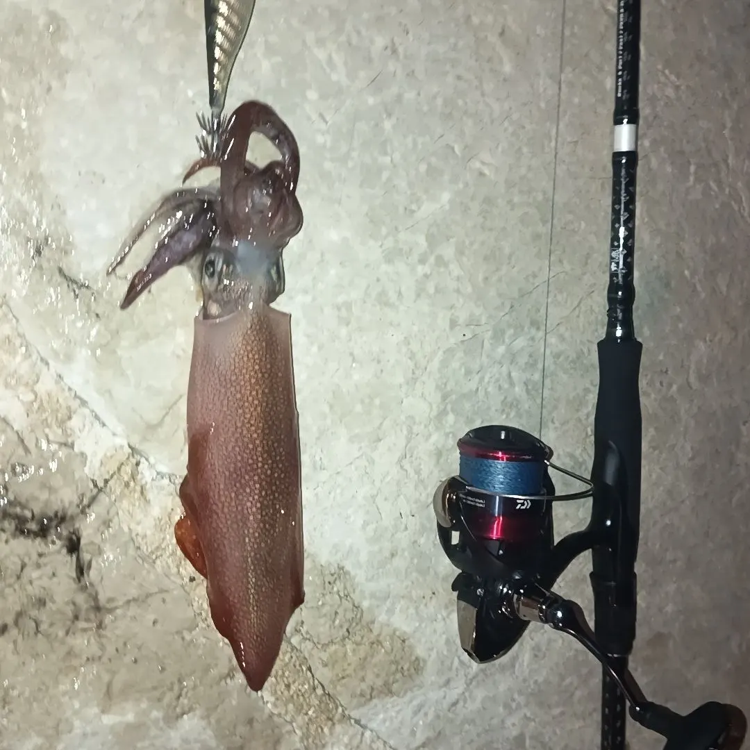 The most recent European flying squid catches on Fishbrain