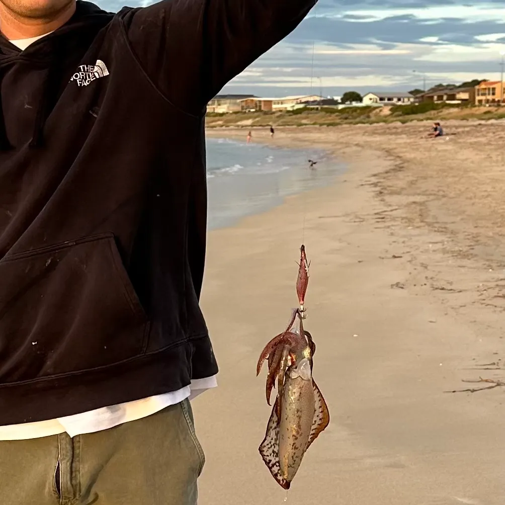 The most recent Southern calamari catches on Fishbrain