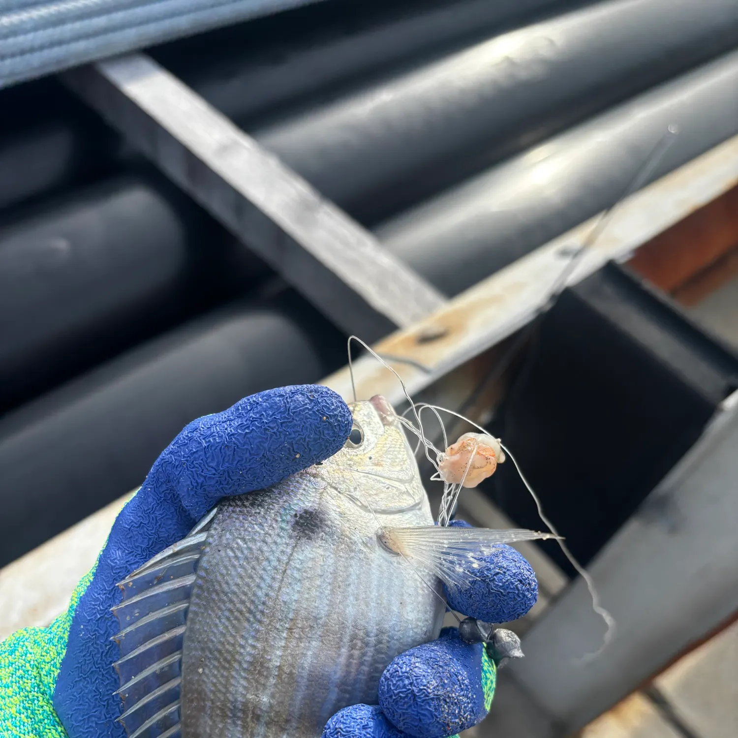 Scup caught on Fishbrain
