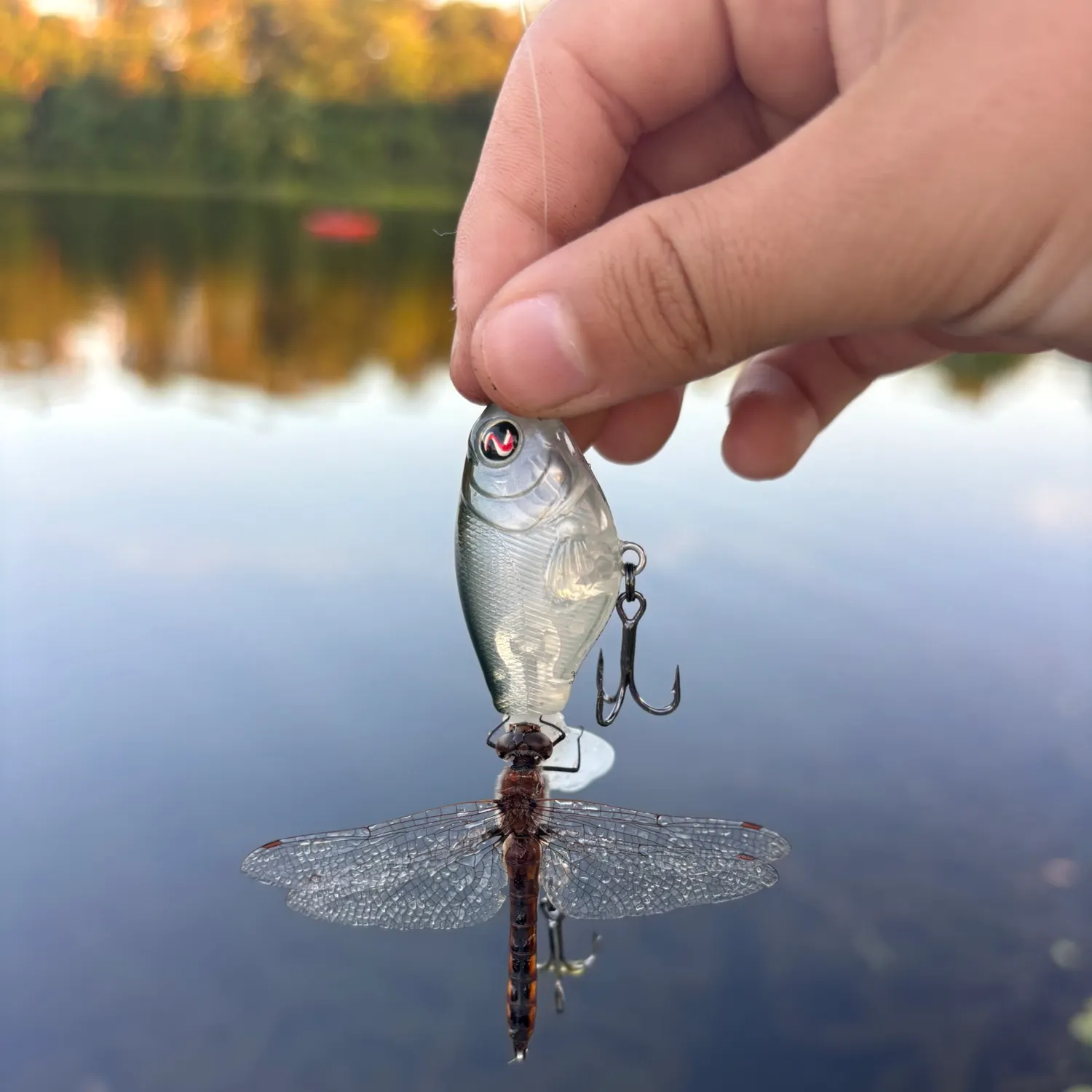 The most recent Atlantic herring catches on Fishbrain