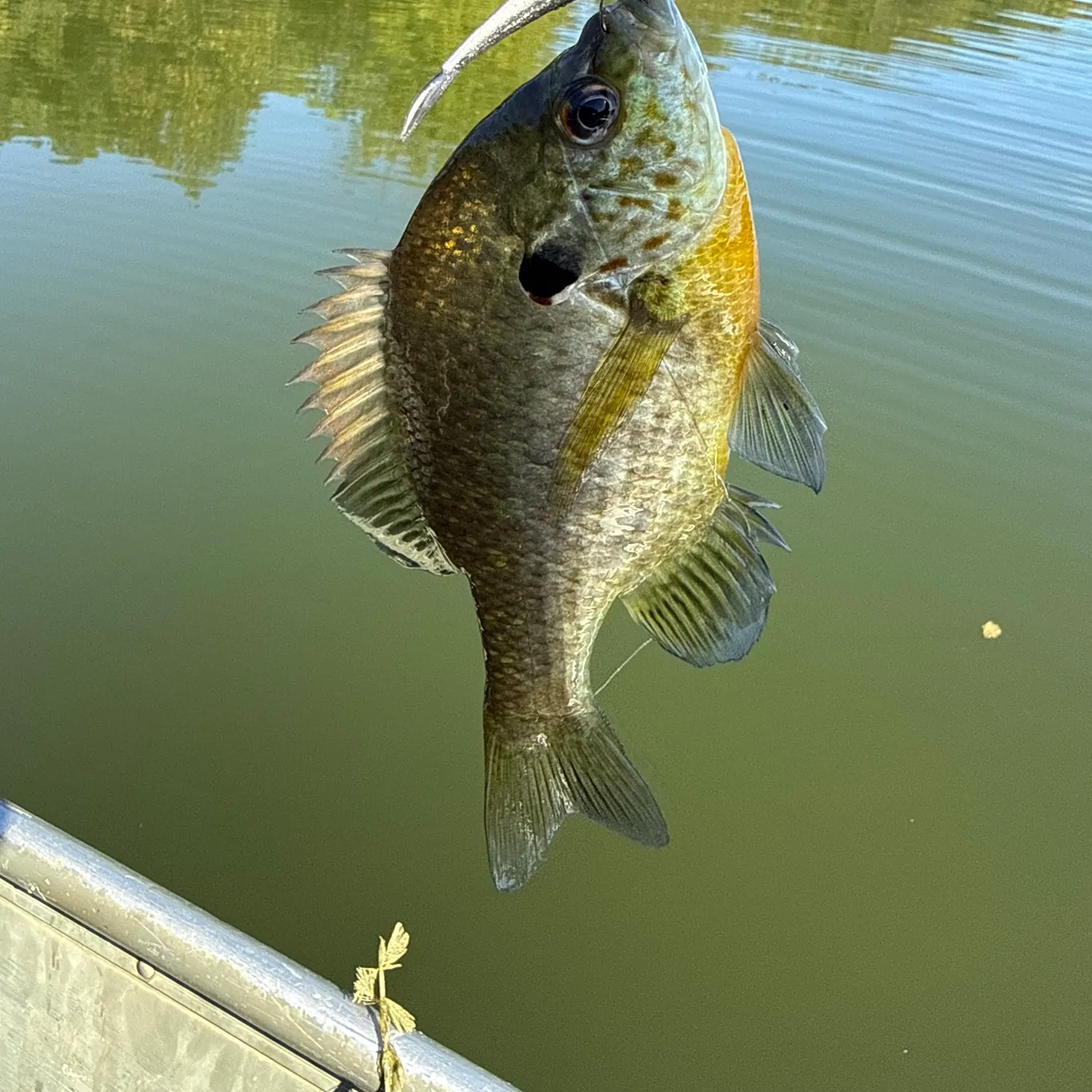 Bluegill caught on Fishbrain