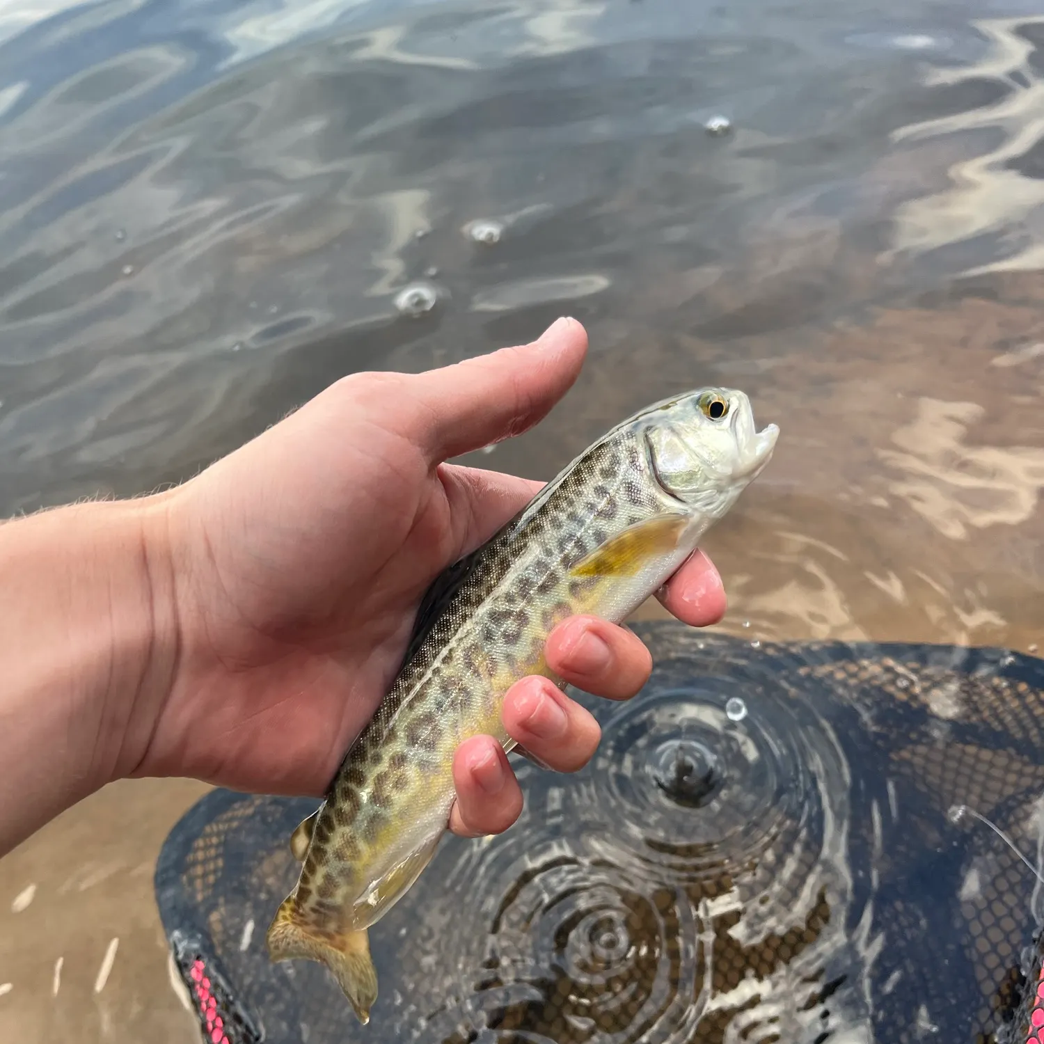 Tiger trout caught on Fishbrain