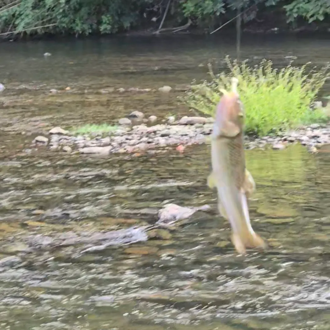 Hornyhead chub caught on Fishbrain