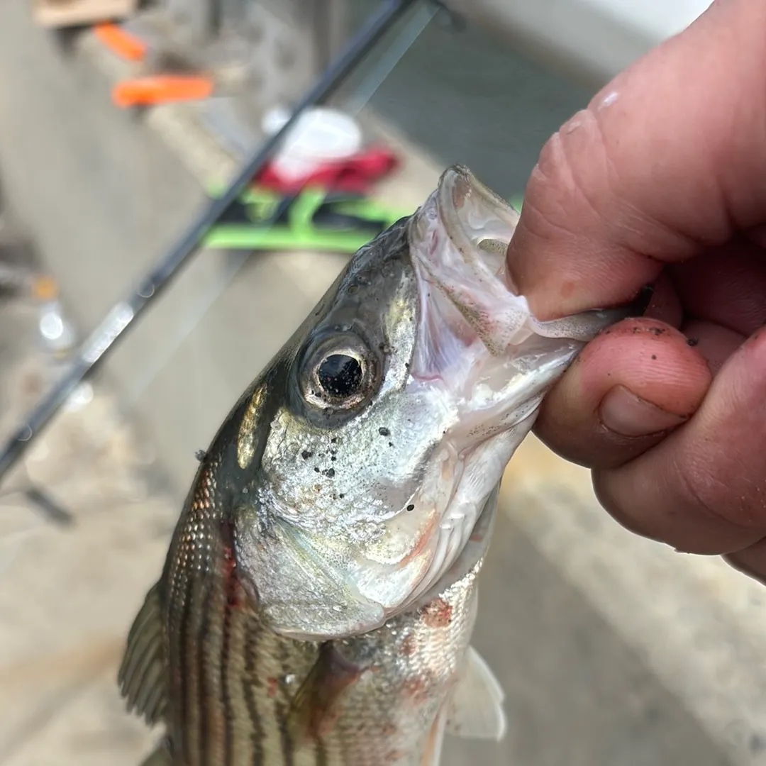 Striped bass caught on Fishbrain