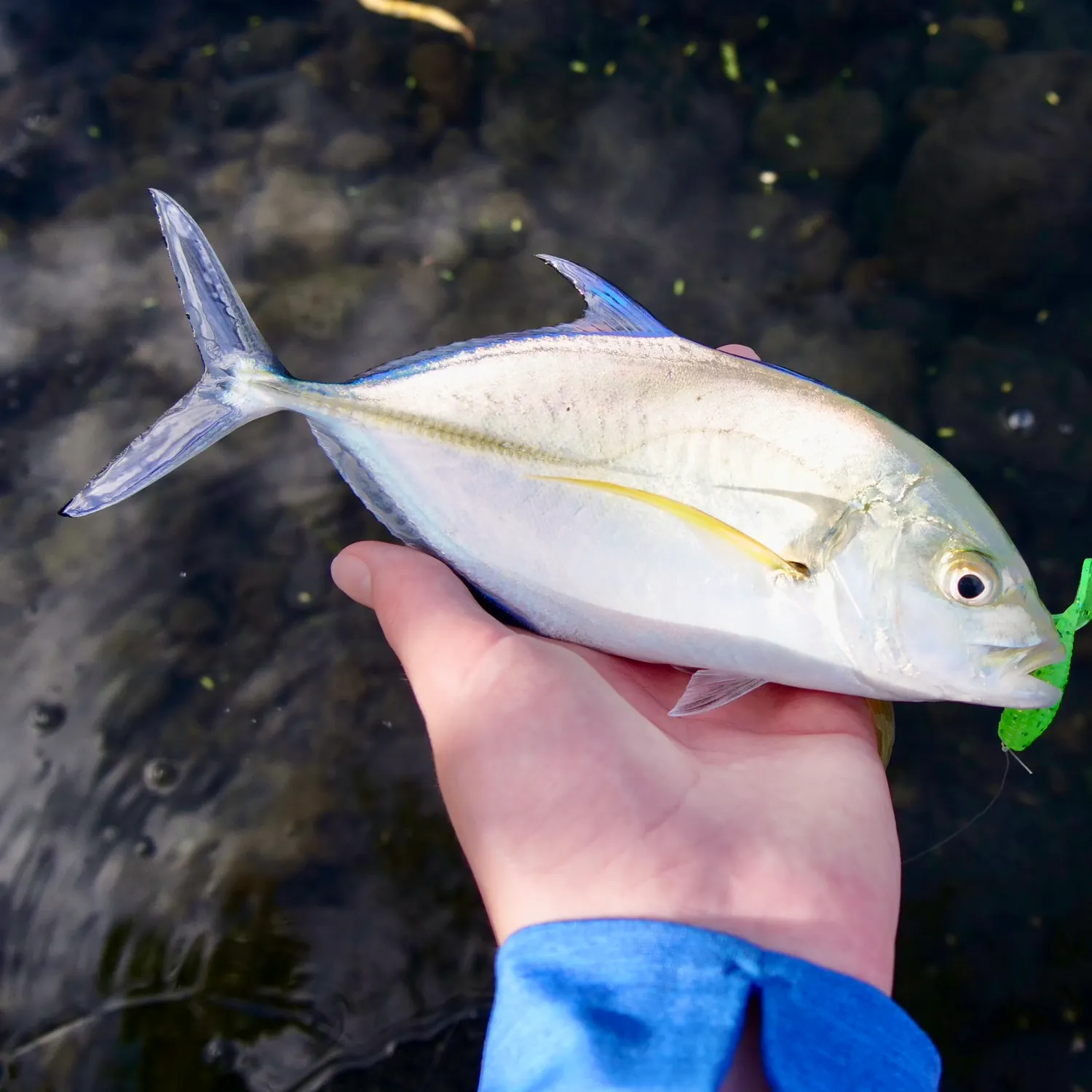 The most recent Bluefin trevally catches on Fishbrain