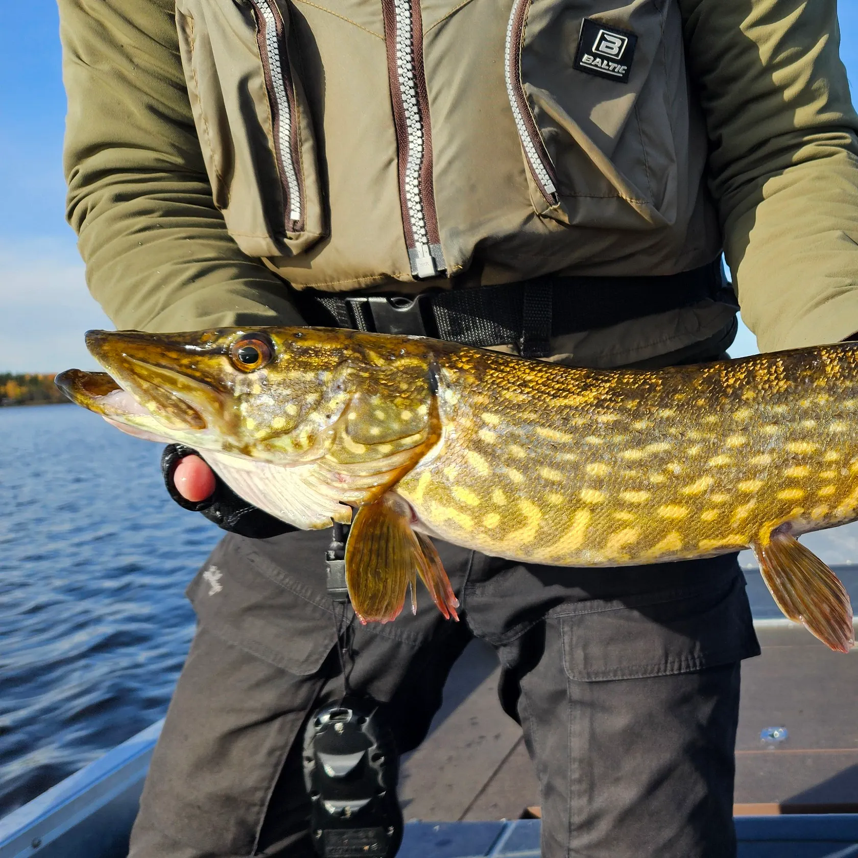 Northern pike caught on Fishbrain