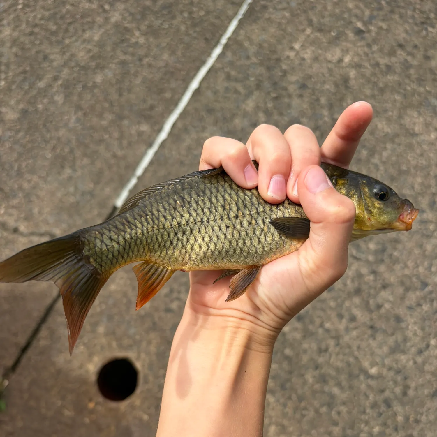Common carp caught on Fishbrain