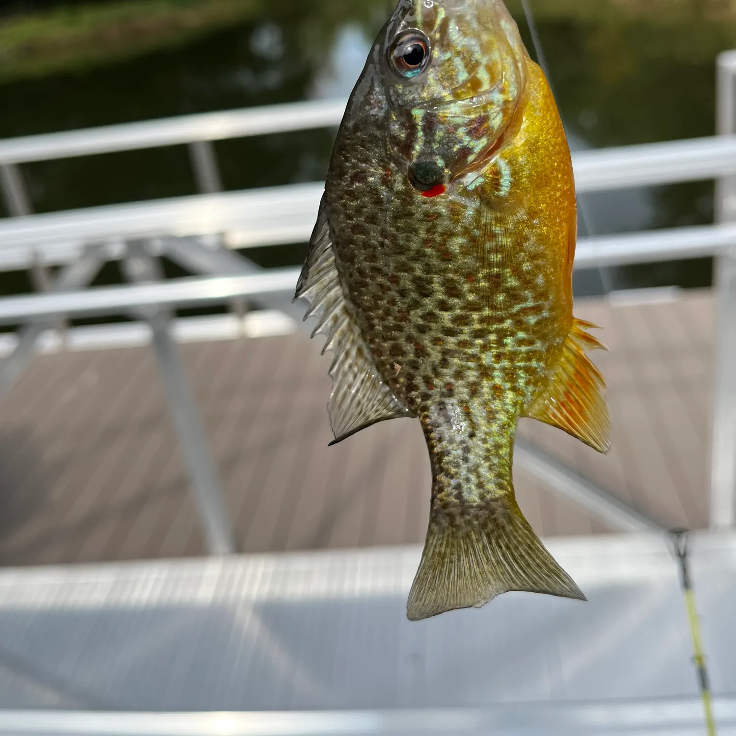 Pumpkinseed caught on Fishbrain
