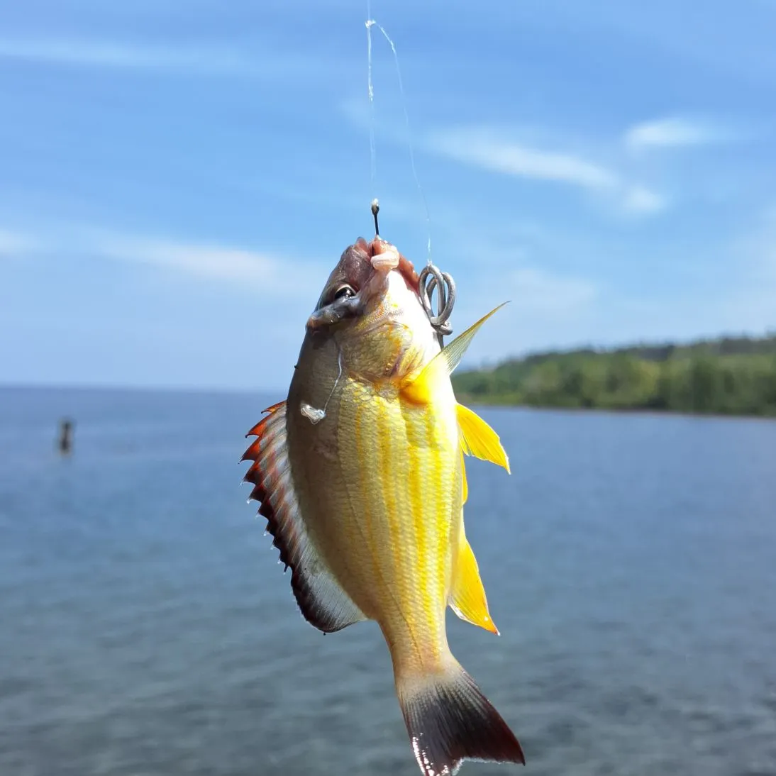 The most recent Blacktail snapper catches on Fishbrain