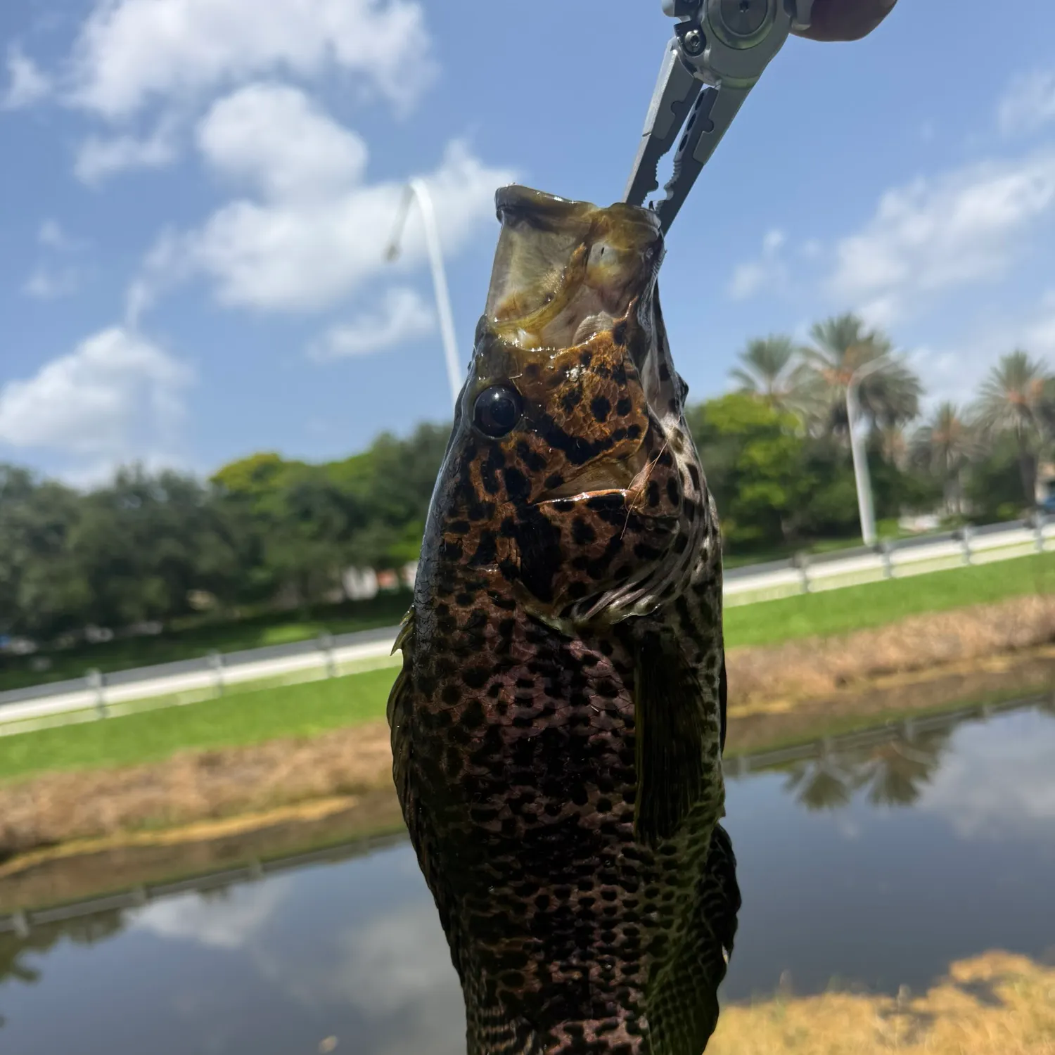 Jaguar cichlid caught on Fishbrain