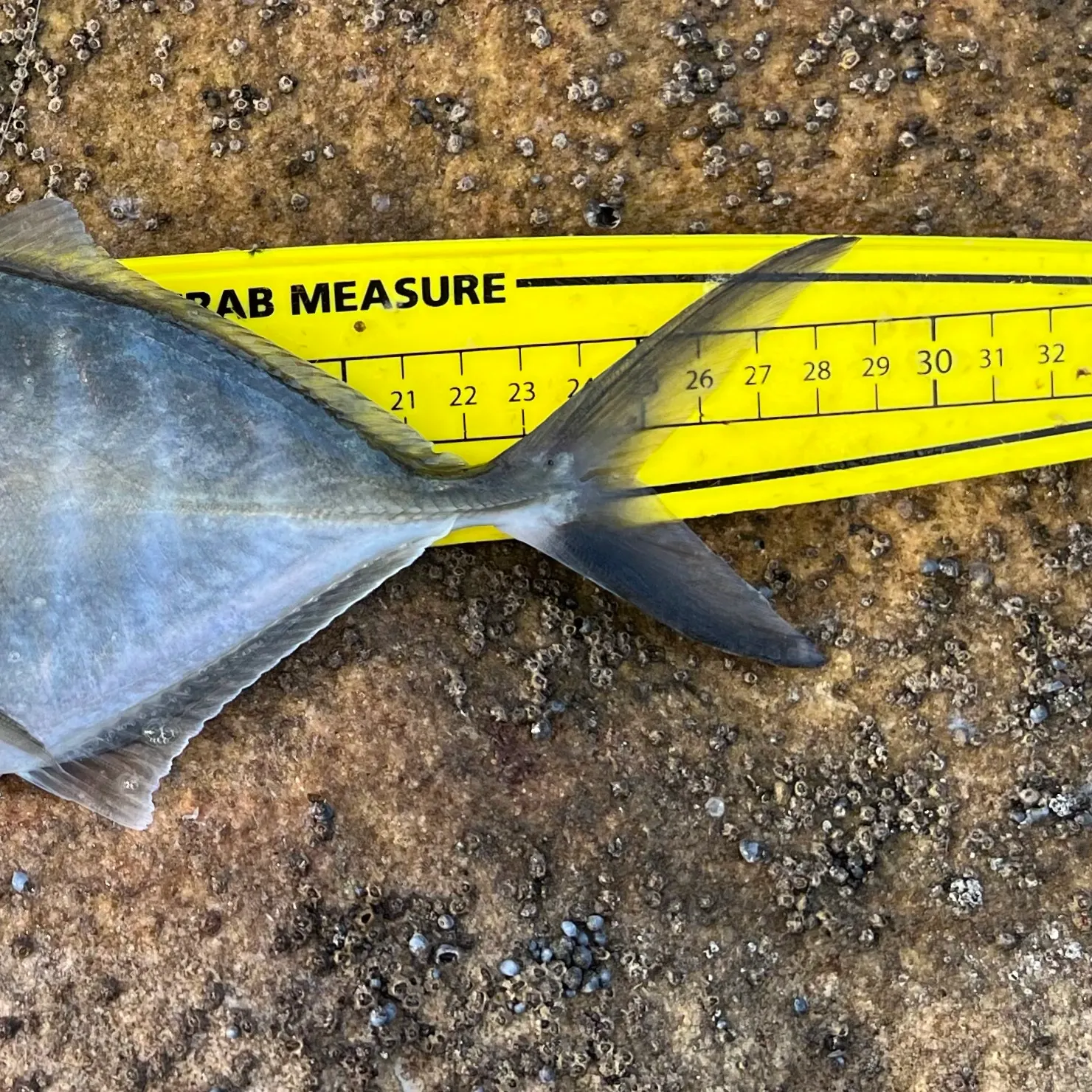White trevally caught on Fishbrain