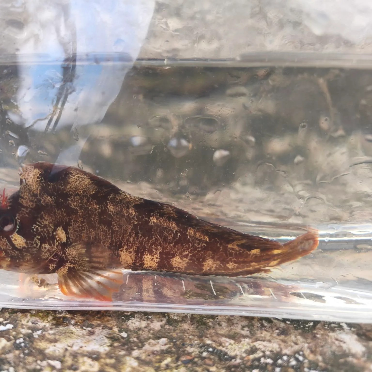 The most recent Tompot blenny catches on Fishbrain