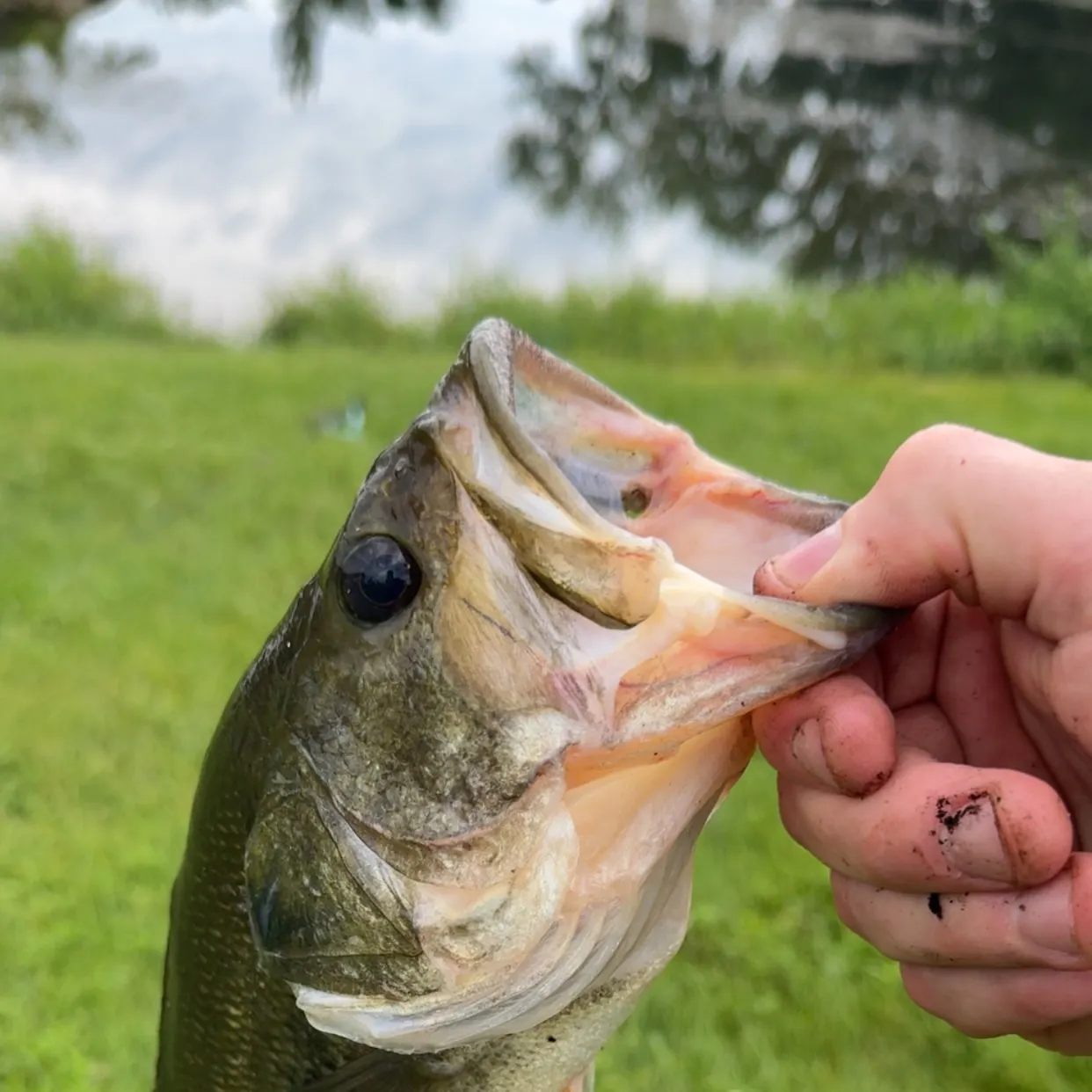 Largemouth bass caught on Fishbrain