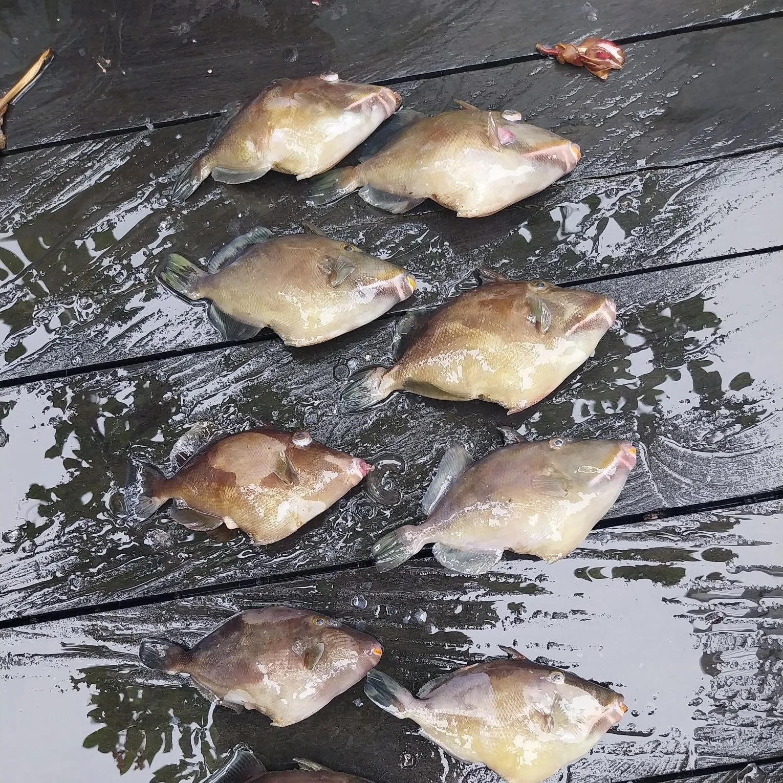 The most recent Grey triggerfish catches on Fishbrain