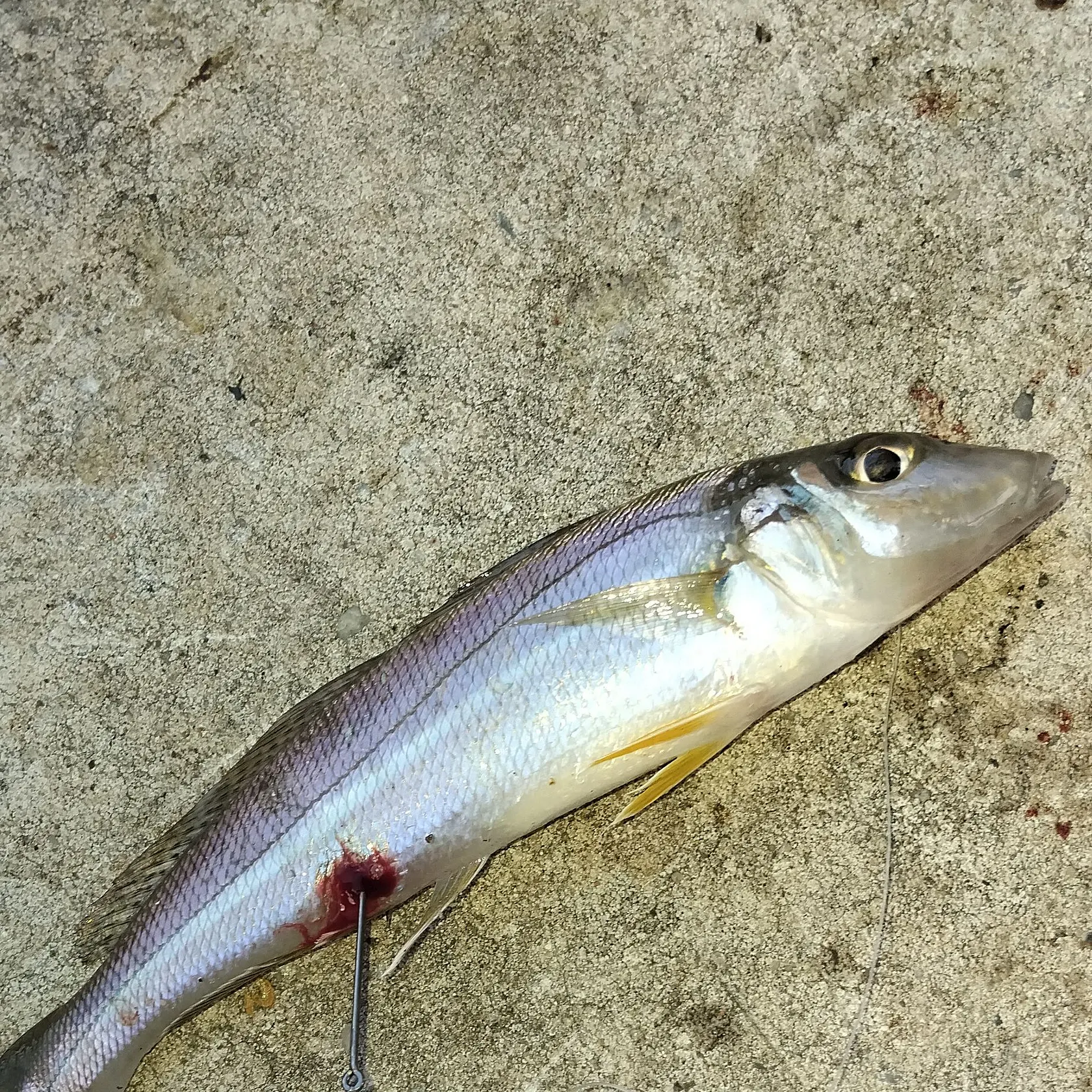 The most recent Sand sillago catches on Fishbrain