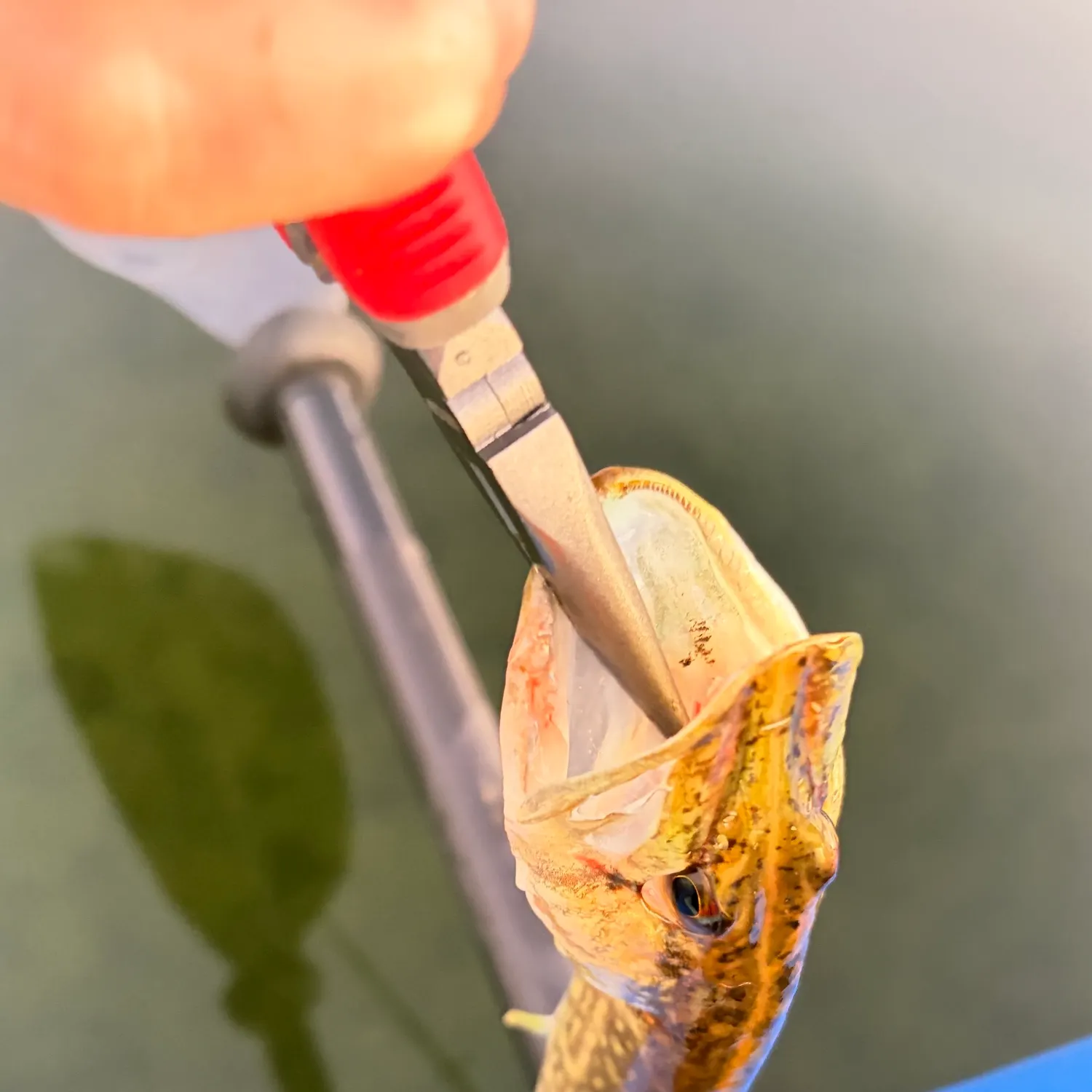 Fish caught on Fishbrain