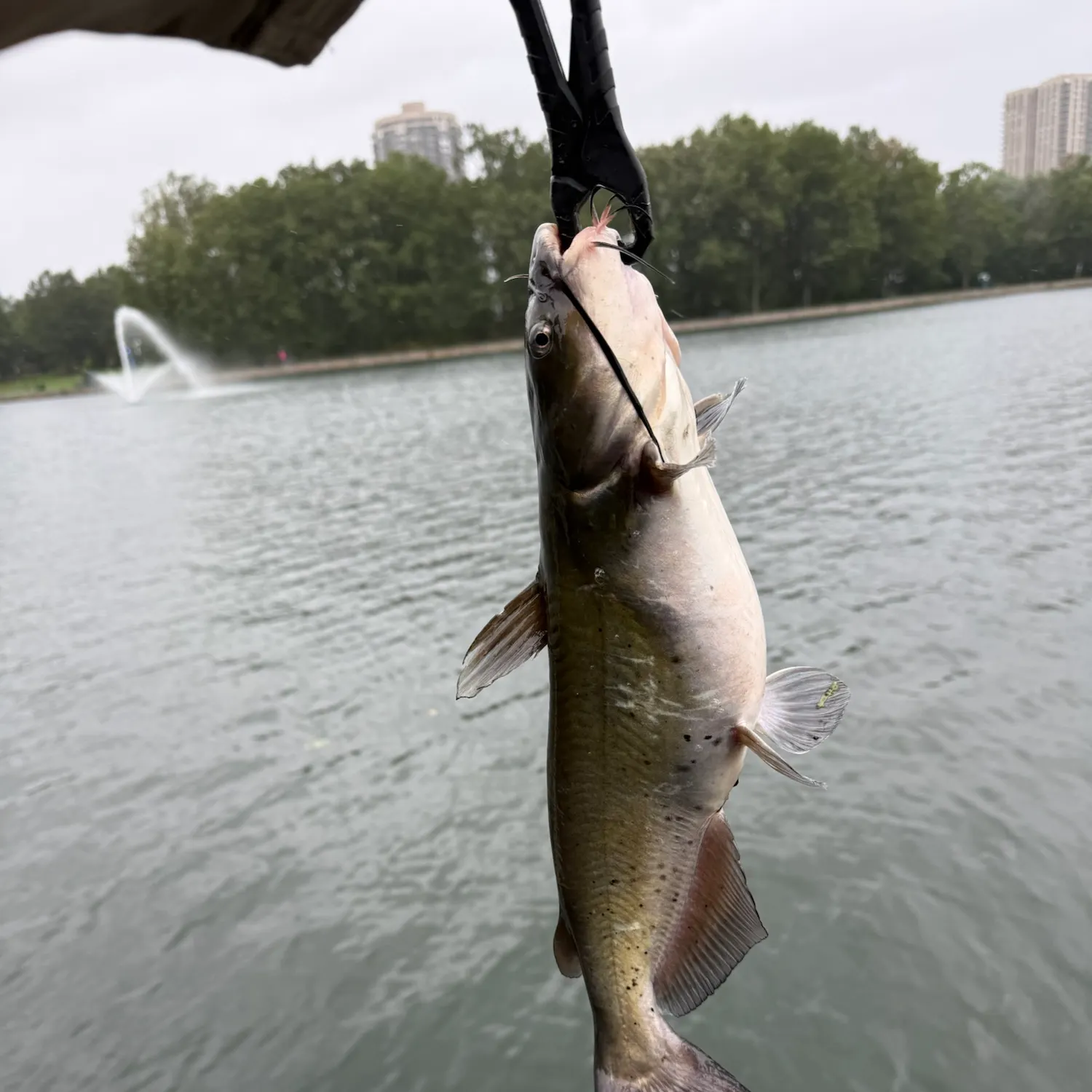 Channel catfish caught on Fishbrain