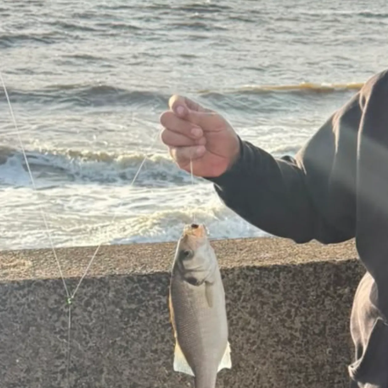 European seabass caught on Fishbrain