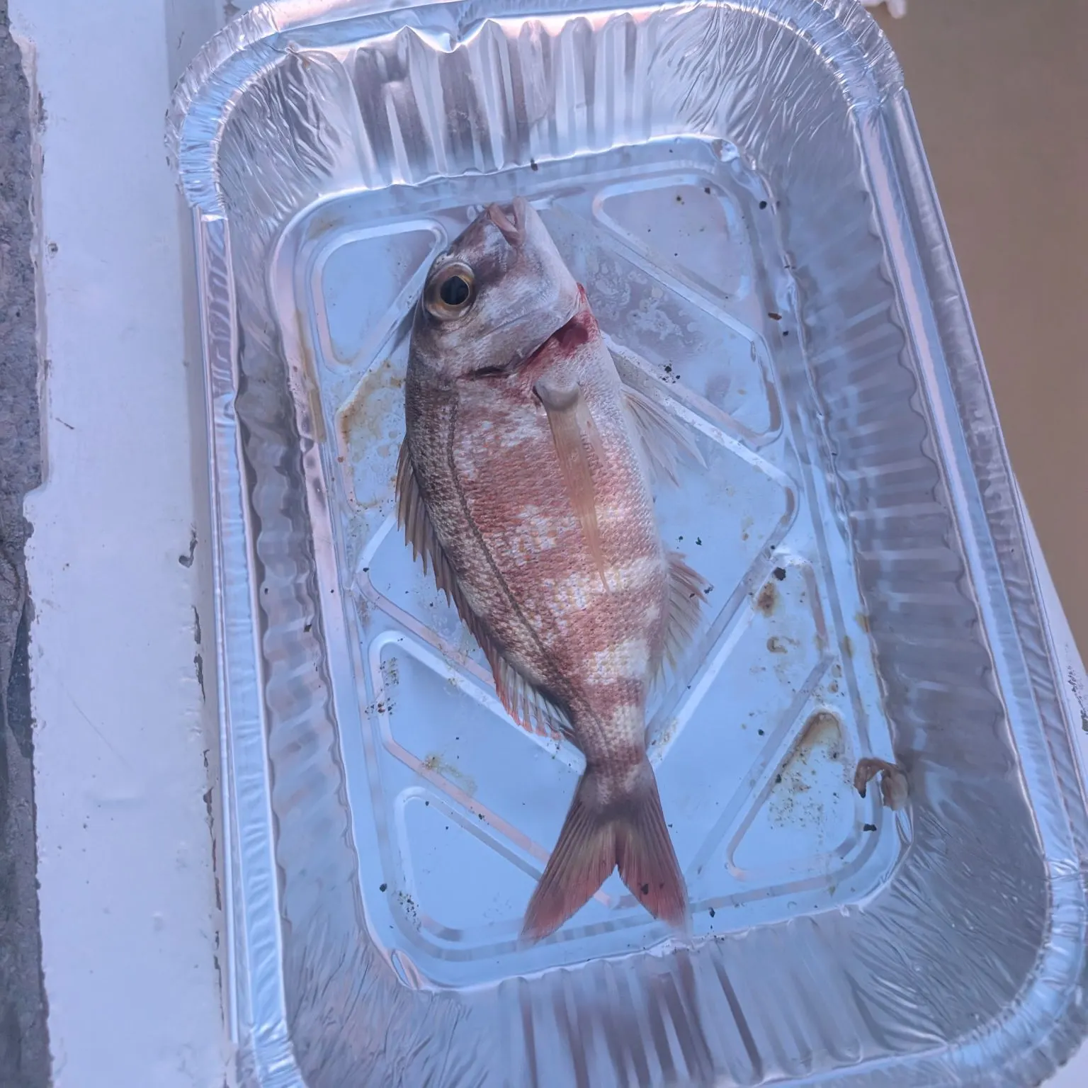 The most recent Striped seabream catches on Fishbrain