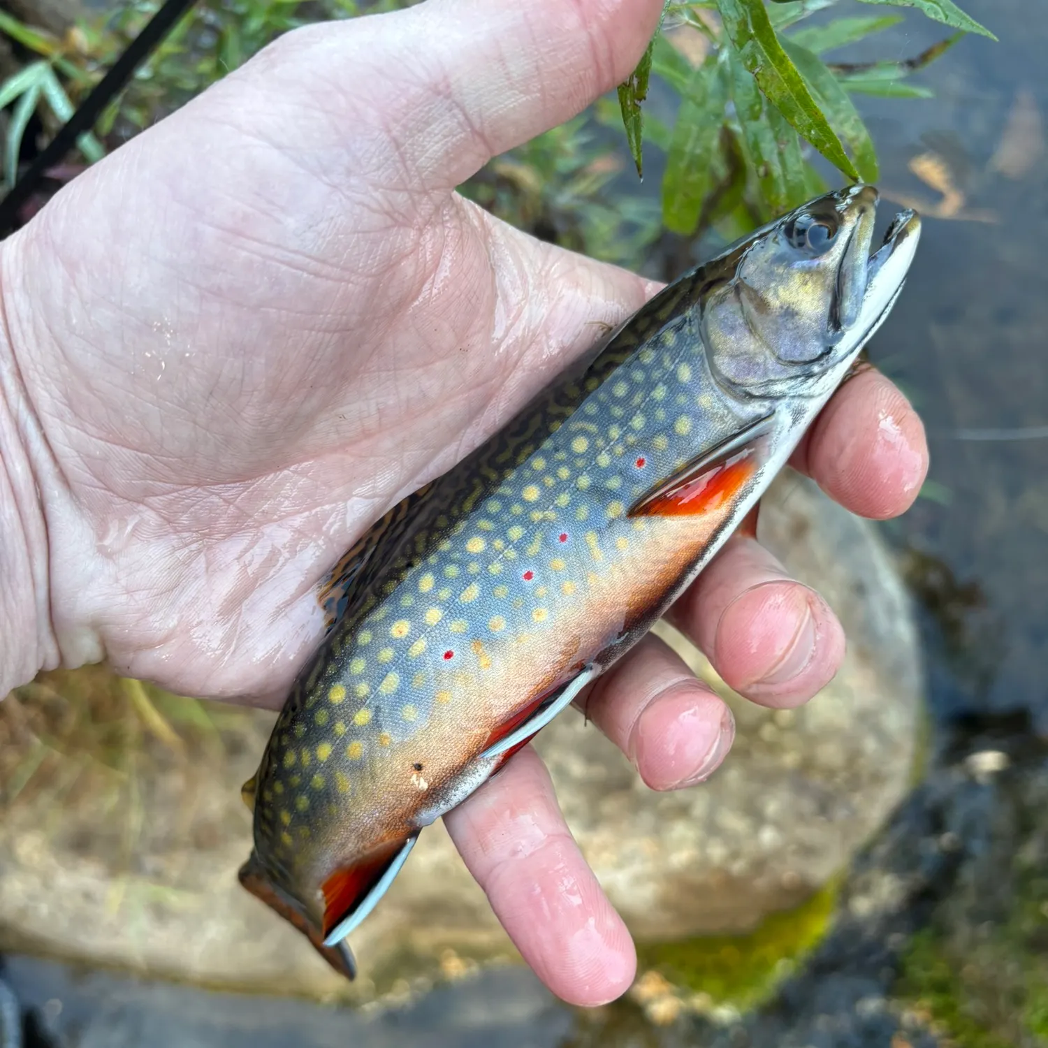 Brook trout caught on Fishbrain