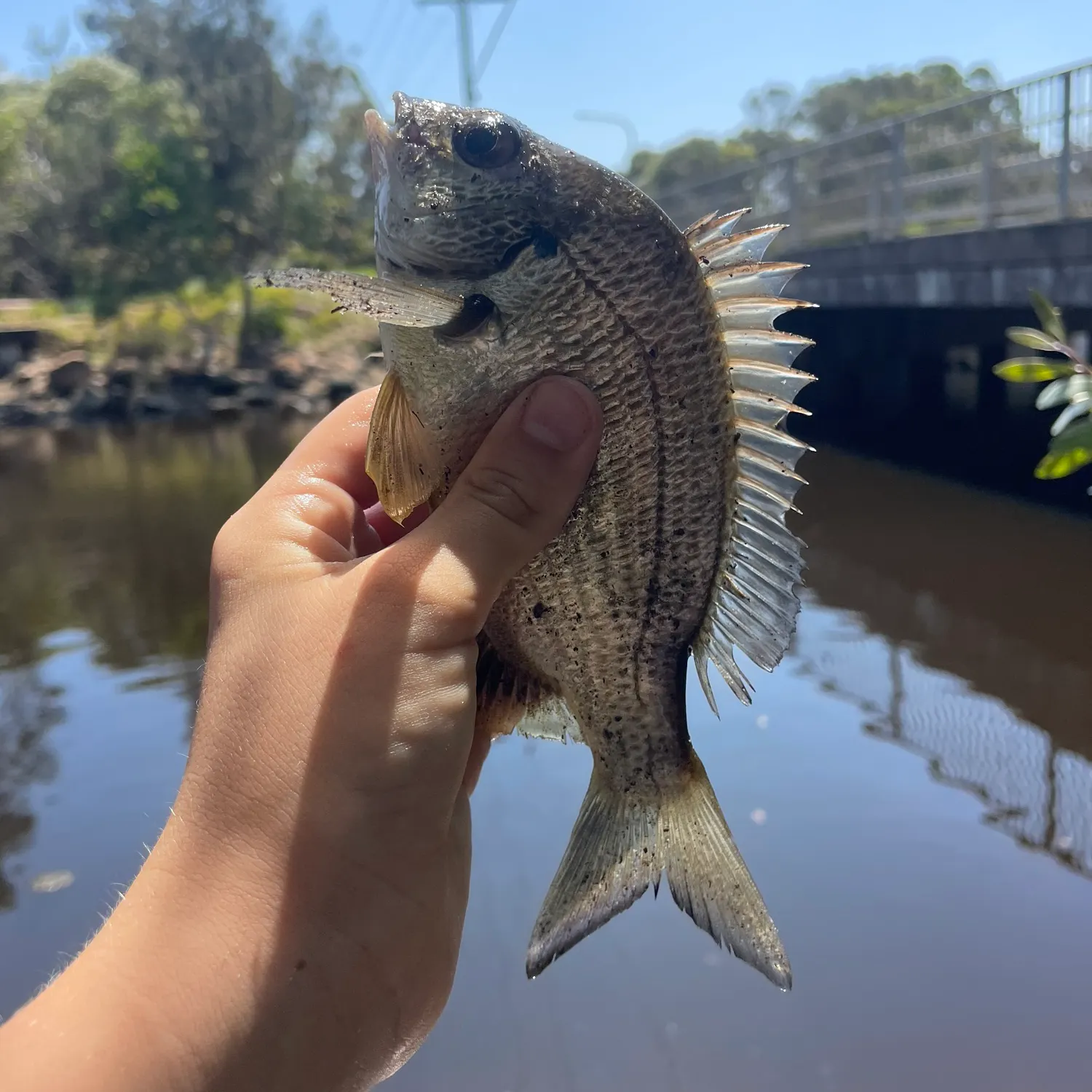 Surf bream caught on Fishbrain