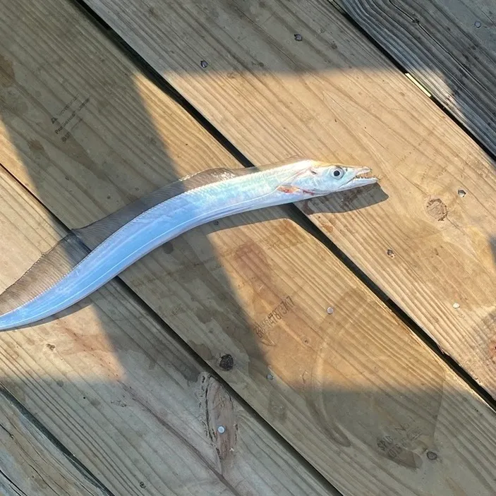 The most recent Atlantic cutlassfish catches on Fishbrain