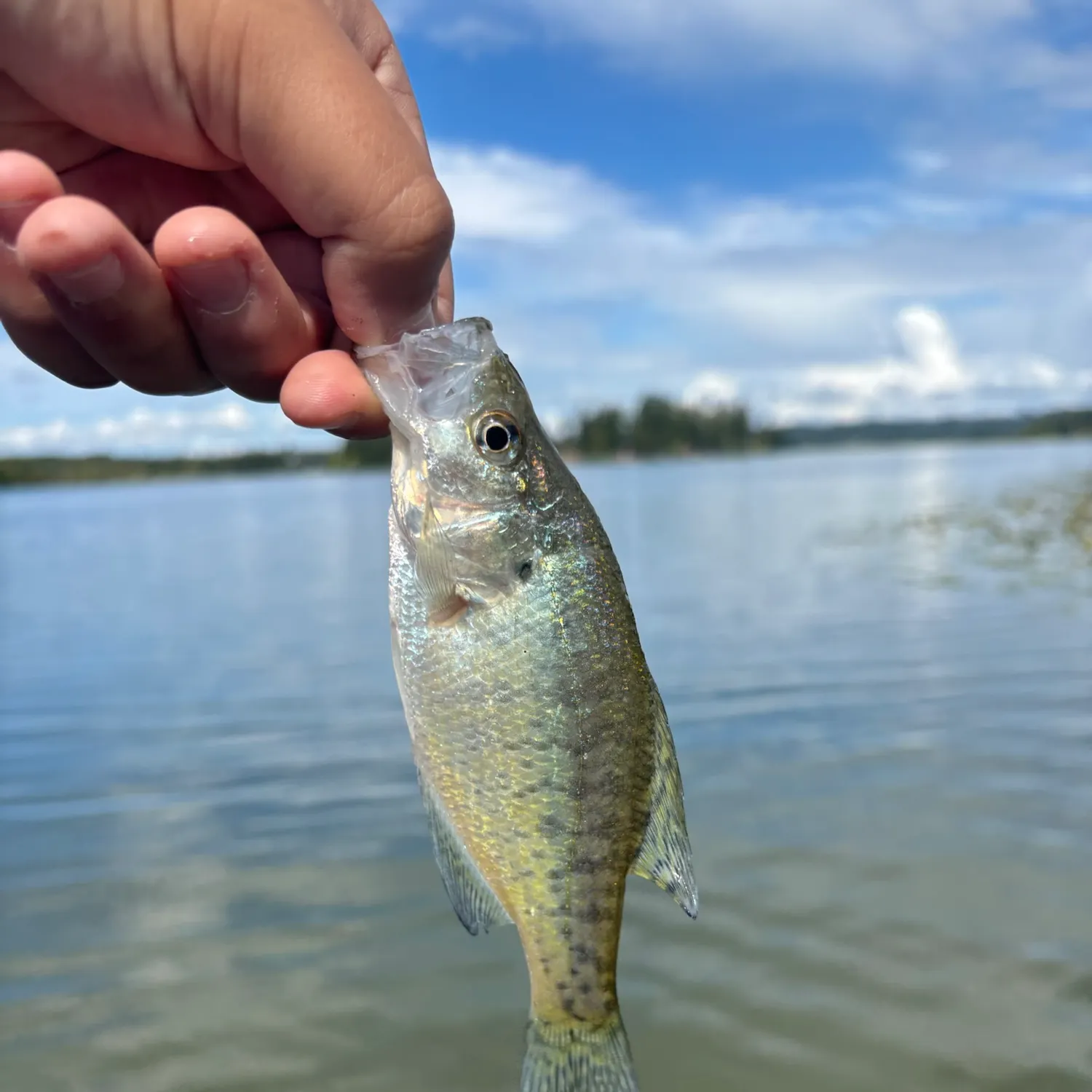 White crappie caught on Fishbrain