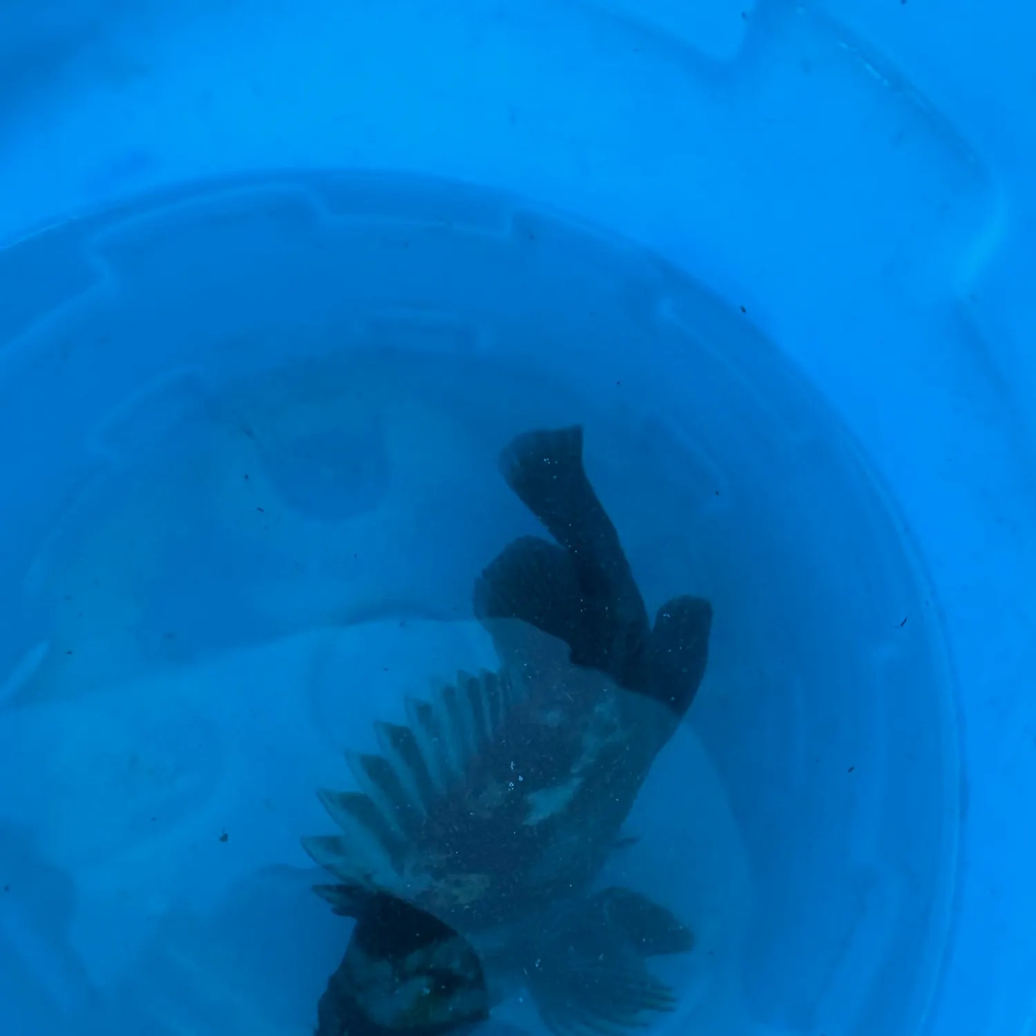The most recent Wreckfish grouper catches on Fishbrain