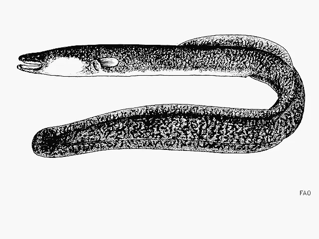 African mottled eel