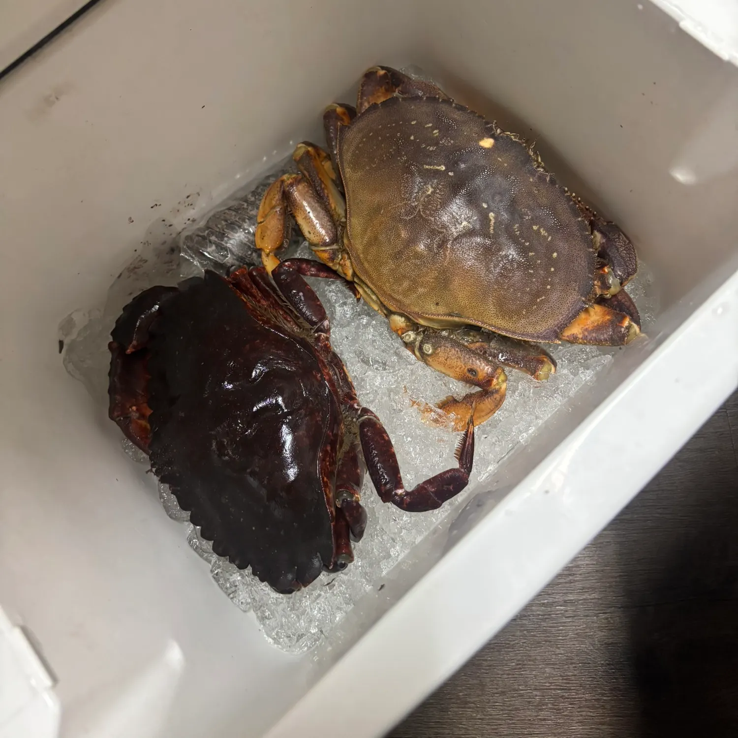 The most recent Red rock crab catches on Fishbrain