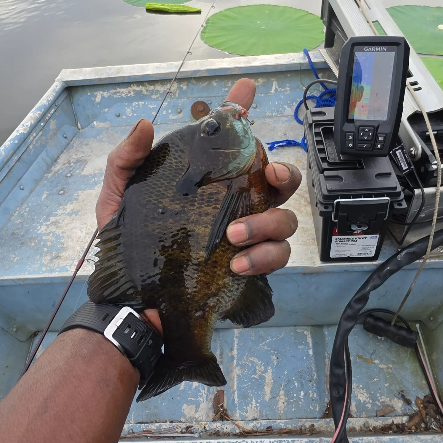 recently logged catches